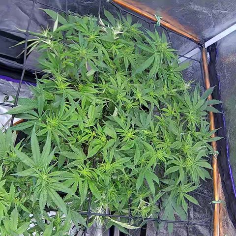 Bacio Gelato fast #2 5x5 SCROG growlog timeline photo