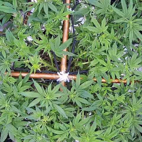 Shark Sherbet fast #5 5x5 SCROG growlog timeline photo