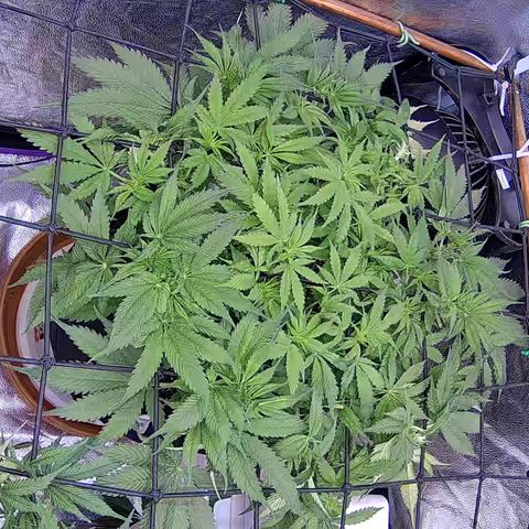 Bacio Gelato fast #3 5x5 SCROG growlog timeline photo