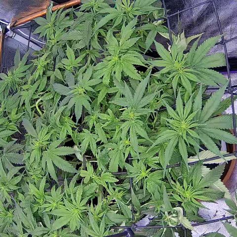 Shark Sherbet fast #4 5x5 SCROG growlog timeline photo