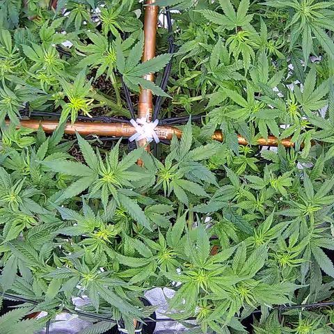 Shark Sherbet fast #5 5x5 SCROG growlog timeline photo