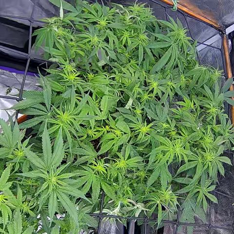 Bacio Gelato fast #2 5x5 SCROG growlog timeline photo