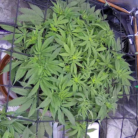 Bacio Gelato fast #3 5x5 SCROG growlog timeline photo
