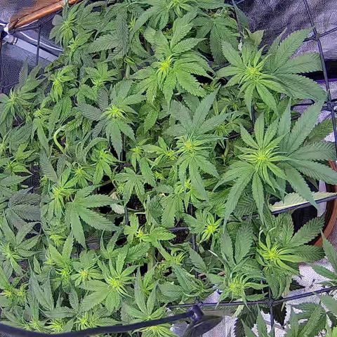 Shark Sherbet fast #4 5x5 SCROG growlog timeline photo