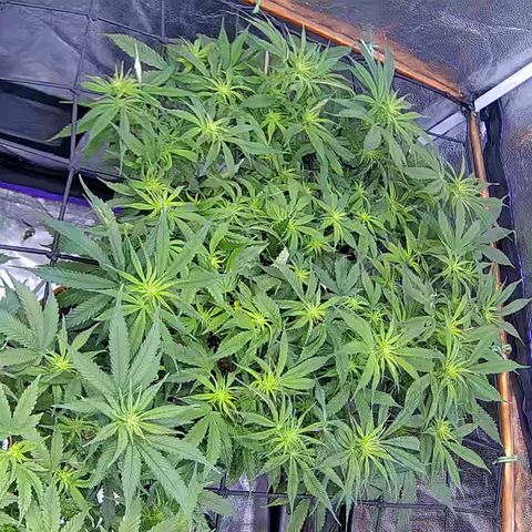 Bacio Gelato fast #2 5x5 SCROG growlog timeline photo