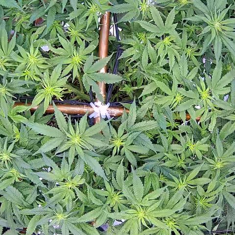 Shark Sherbet fast #5 5x5 SCROG growlog timeline photo
