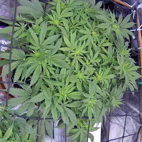 Bacio Gelato fast #3 5x5 SCROG growlog timeline photo