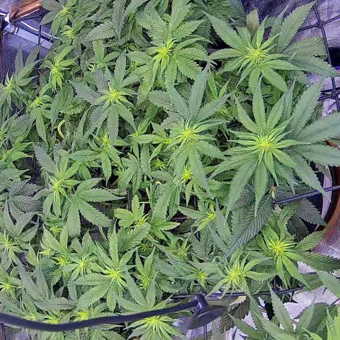 Shark Sherbet fast #4 5x5 SCROG growlog timeline photo