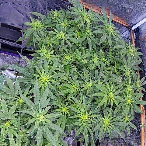 Bacio Gelato fast #2 5x5 SCROG growlog timeline photo