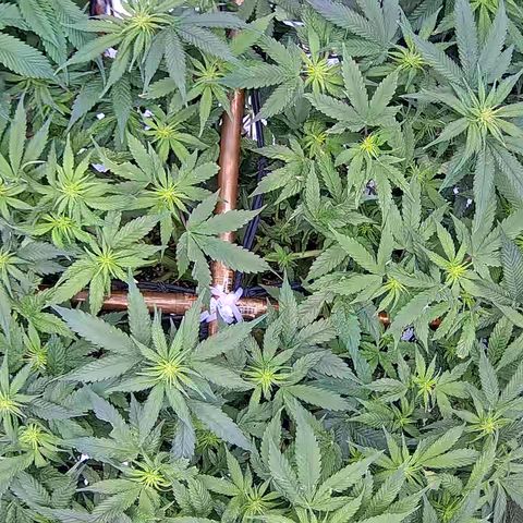 Shark Sherbet fast #5 5x5 SCROG growlog timeline photo