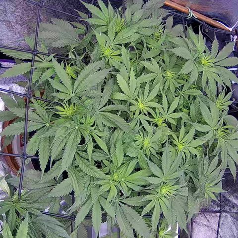 Bacio Gelato fast #3 5x5 SCROG growlog timeline photo
