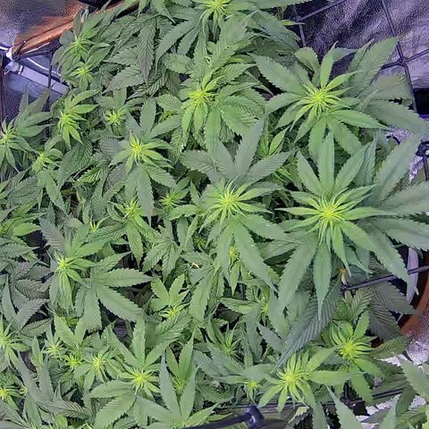 Shark Sherbet fast #4 5x5 SCROG growlog timeline photo