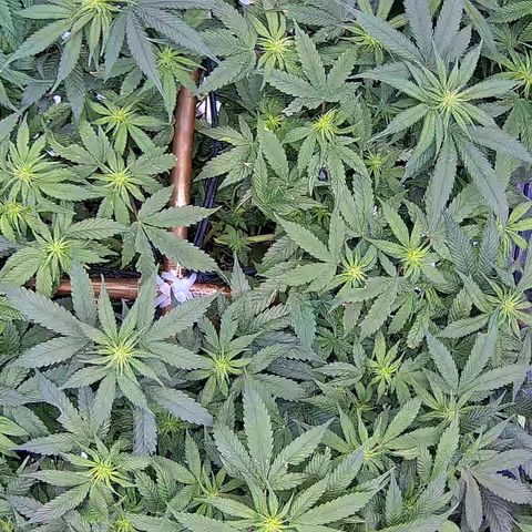 Shark Sherbet fast #5 5x5 SCROG growlog timeline photo