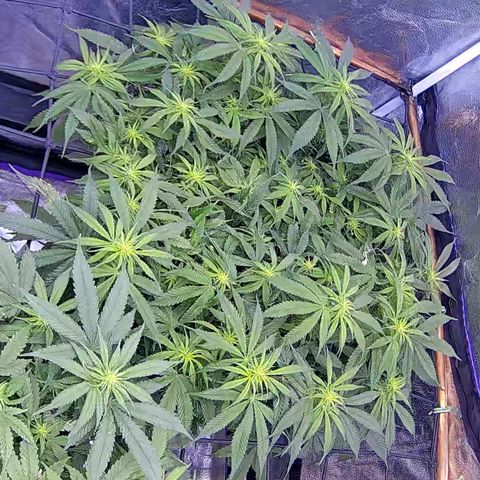 Bacio Gelato fast #2 5x5 SCROG growlog timeline photo