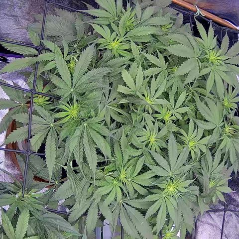 Bacio Gelato fast #3 5x5 SCROG growlog timeline photo
