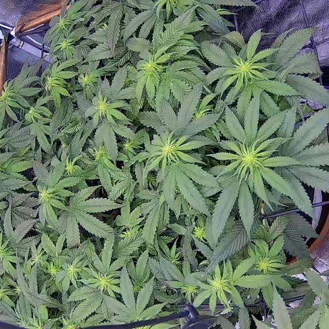 Shark Sherbet fast #4 5x5 SCROG growlog timeline photo