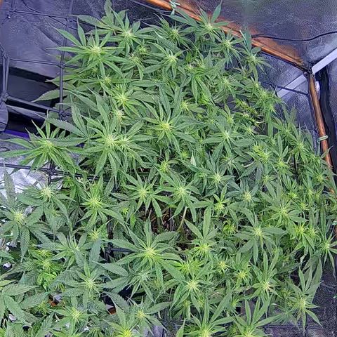 Bacio Gelato fast #2 5x5 SCROG growlog timeline photo