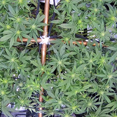 Shark Sherbet fast #5 5x5 SCROG growlog timeline photo