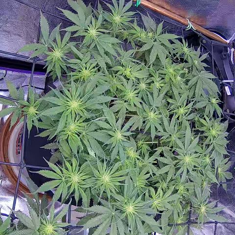 Bacio Gelato fast #3 5x5 SCROG growlog timeline photo