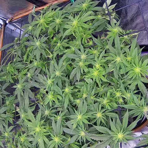 Shark Sherbet fast #4 5x5 SCROG growlog timeline photo