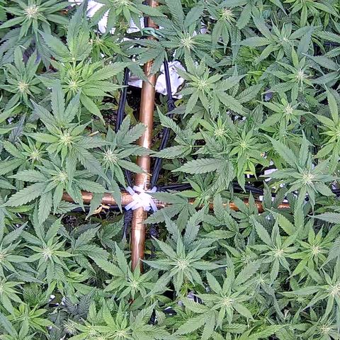 Shark Sherbet fast #5 5x5 SCROG growlog timeline photo