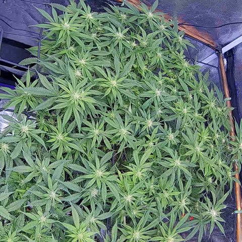 Bacio Gelato fast #2 5x5 SCROG growlog timeline photo