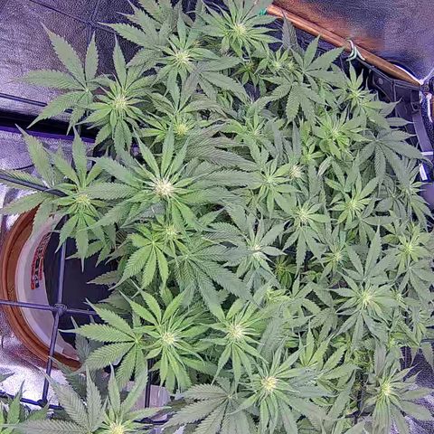 Bacio Gelato fast #3 5x5 SCROG growlog timeline photo