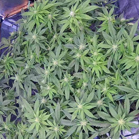 Shark Sherbet fast #4 5x5 SCROG growlog timeline photo