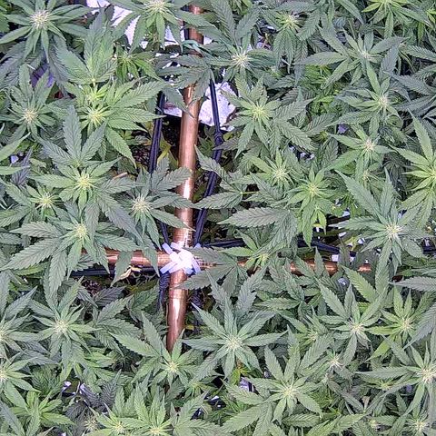 Shark Sherbet fast #5 5x5 SCROG growlog timeline photo