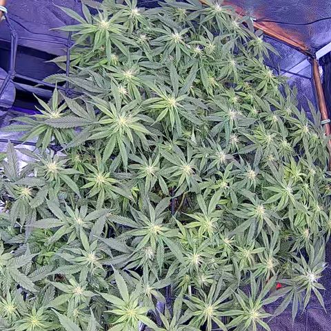 Bacio Gelato fast #2 5x5 SCROG growlog timeline photo