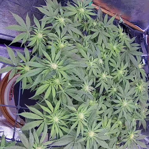 Bacio Gelato fast #3 5x5 SCROG growlog timeline photo