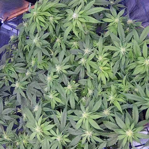 Shark Sherbet fast #4 5x5 SCROG growlog timeline photo