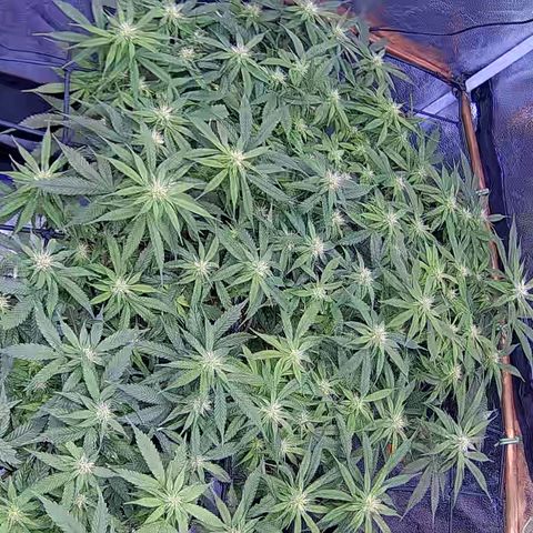 Bacio Gelato fast #2 5x5 SCROG growlog timeline photo