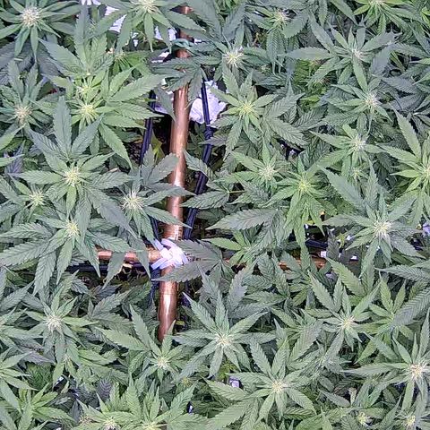 Shark Sherbet fast #5 5x5 SCROG growlog timeline photo