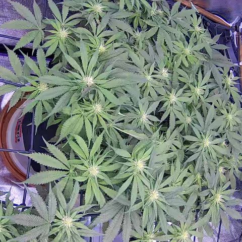 Bacio Gelato fast #3 5x5 SCROG growlog timeline photo