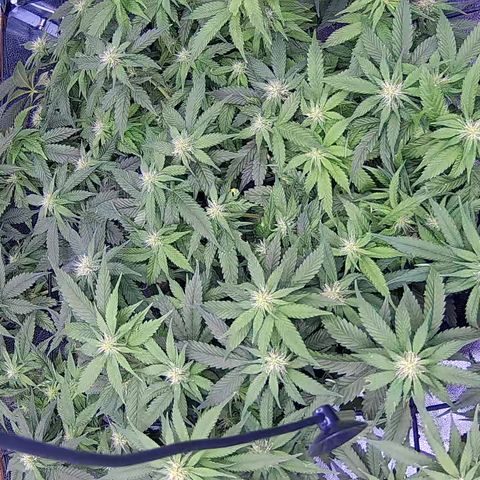 Shark Sherbet fast #4 5x5 SCROG growlog timeline photo