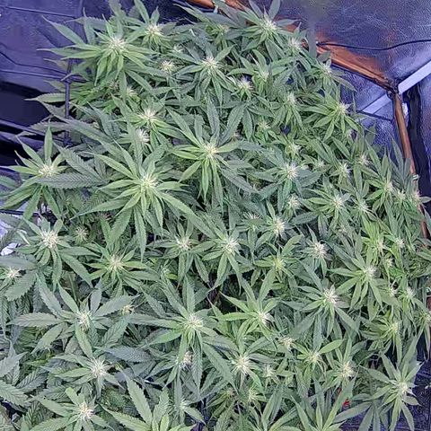 Bacio Gelato fast #2 5x5 SCROG growlog timeline photo