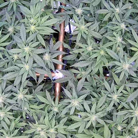 Shark Sherbet fast #5 5x5 SCROG growlog timeline photo