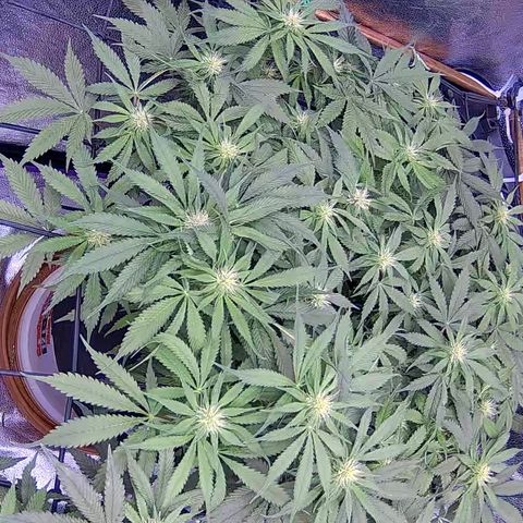 Bacio Gelato fast #3 5x5 SCROG growlog timeline photo