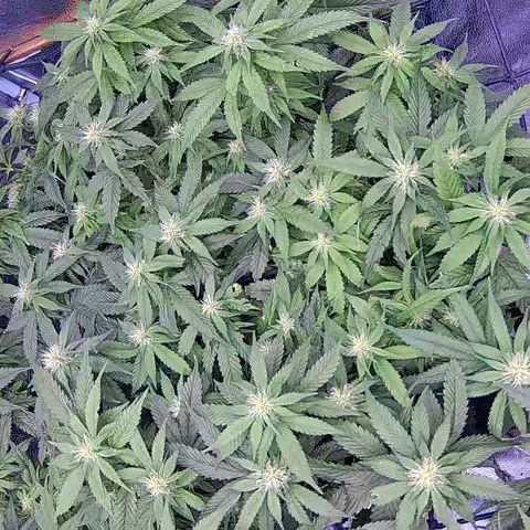 Shark Sherbet fast #4 5x5 SCROG growlog timeline photo