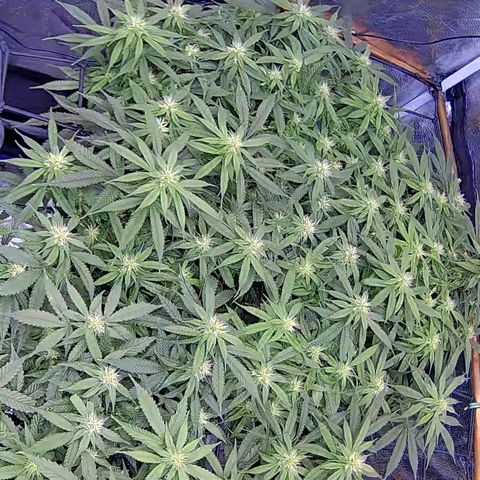 Bacio Gelato fast #2 5x5 SCROG growlog timeline photo