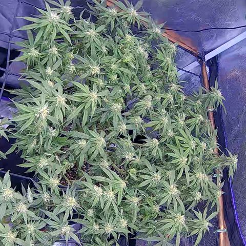 Bacio Gelato fast #2 5x5 SCROG growlog timeline photo