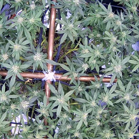 Shark Sherbet fast #5 5x5 SCROG growlog timeline photo