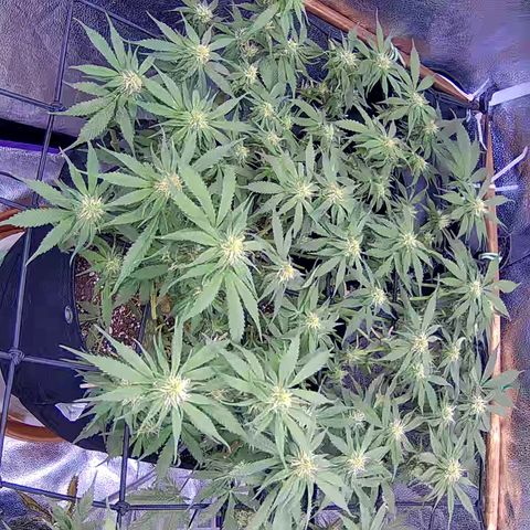 Bacio Gelato fast #3 5x5 SCROG growlog timeline photo