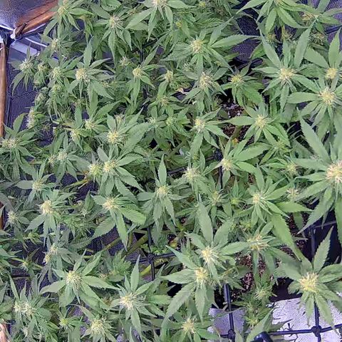 Shark Sherbet fast #4 5x5 SCROG growlog timeline photo