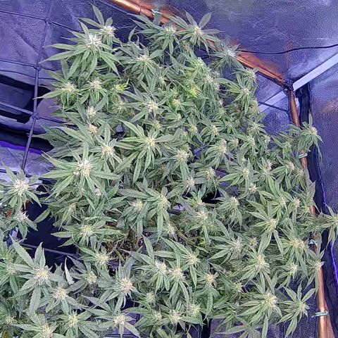 Bacio Gelato fast #2 5x5 SCROG growlog timeline photo