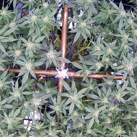 Shark Sherbet fast #5 5x5 SCROG growlog timeline photo
