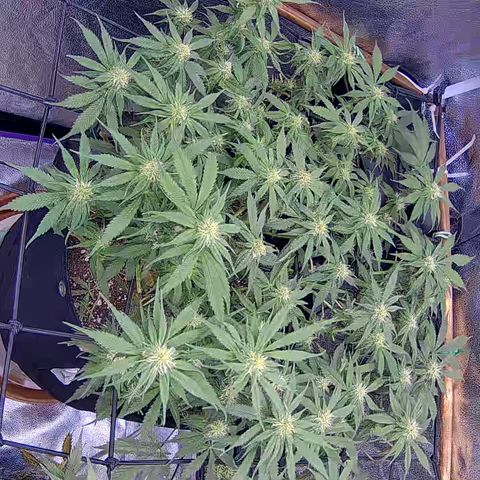 Bacio Gelato fast #3 5x5 SCROG growlog timeline photo