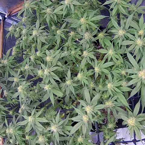 Shark Sherbet fast #4 5x5 SCROG growlog timeline photo