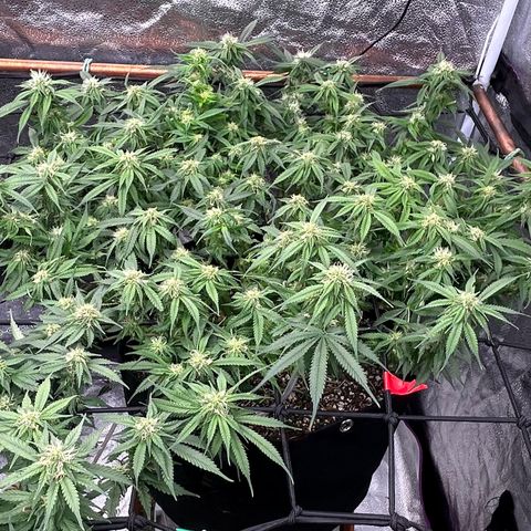 Bacio Gelato fast #2 5x5 SCROG growlog timeline photo